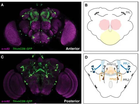 Figure 1.18. The dopaminergic (DA) system in Drosophila. The DA neurons are  grouped in several clusters in the Drosophila adult brain