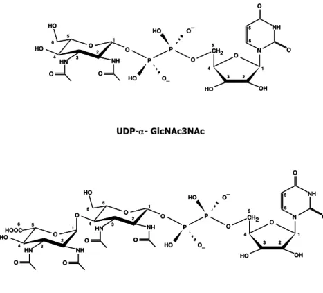 Figure II.6. Structures of the UDP-sugars identified in ethanolic extracts of  P. fumarii 