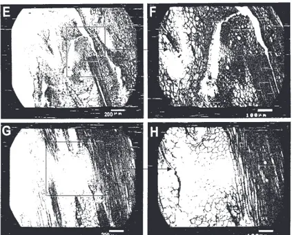FIGURA 2- Fotomicrografias de secções histológicas da região da enxertia hipocotiledonar de maracujazeiro- maracujazeiro-amarelo sobre os porta-enxertos Passiflora edulis f