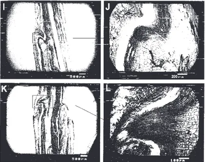 FIGURA 3 - Fotomicrografias de secções histológicas da região da enxertia hipocotiledonar de maracujazeiro- maracujazeiro-amarelo sobre os porta-enxertos Passiflora edulis f