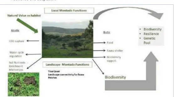 Fig. 1. Montado’s ecological functions schema 