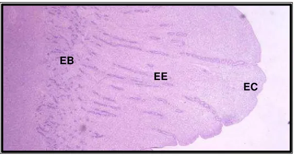 Figura 2: Fotomicrografia do endométrio com os estratos compacto  (EC), esponjoso (EE) e basal (EB)