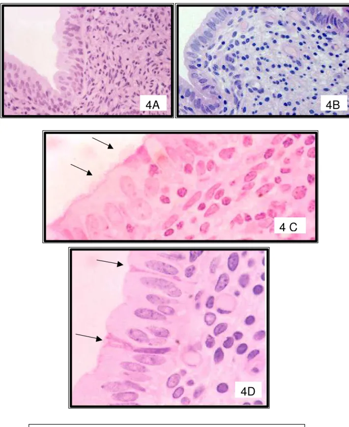 Figura 4: Fotomicrografias do epitélio luminal do útero de búfalas.  A)  Epitélio pseudo-estratificado