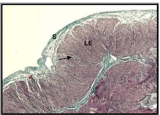 Figura 12: Fotomicrografia da camada serosa do útero  constituída de tecido conjuntivo frouxo, vasos sangüíneos (seta) e  coberta por um mesotélio (cabeça de seta)