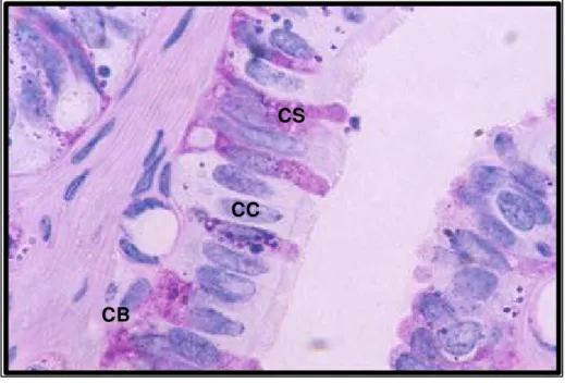 Figura 17: Fotomicrografia do epitélio de revestimento da tuba  uterina, na região da ampola, mostrando células ciliadas (CC),  secretoras (CS) e basais (CB)