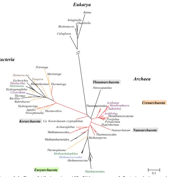 Figure  1.1.  Tree  of  Life  based  on  16S  rRNA  sequences  of  Bacteria ,  Archaea  and     