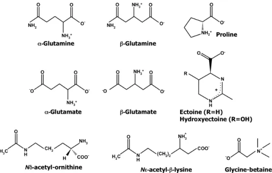 Figure 1.3. Structures of amino acids and derivatives used as compatible solutes. 