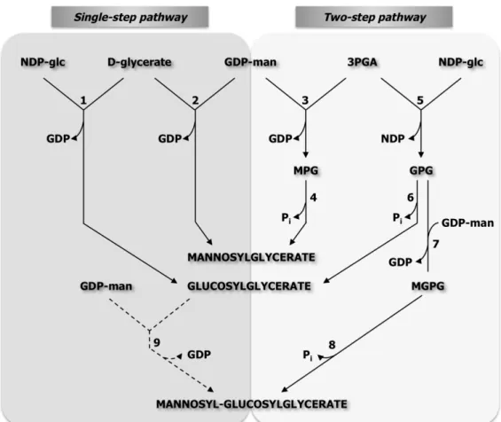 Figure  1.6.  Biosynthetic  pathways  of  mannosylglycerate,  glucosylglycerate,  and  mannosyl-glucosylglycerate
