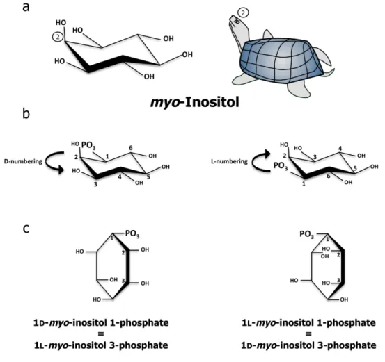Figure  1.9.  Nomenclature  of  inositol  phosphates.  (a)  Chair  conformation  of  myo - -inositol  and  turtle  representation  used  for  mnemonic  purposes