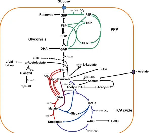 Fig. 1.2. Simplified scheme of central metabolism of C. glutamicum ATCC13032. 