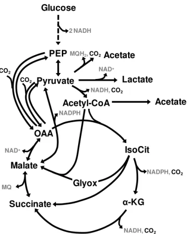 Fig. 1.4.  Schematic overview of metabolic pathways that contribute to formation  of  succinate  from  glucose