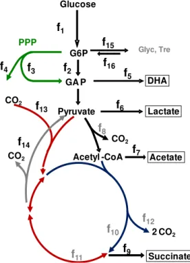 Fig  2.1.  Scheme  representing  the  reactions  in  the  metabolic  model  used  to  estimate  the  flux  distribution  in  non-growing  cells  of  C