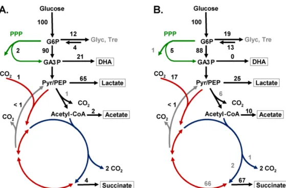 Figure  2.4.   Scheme  representing  the  reactions  in  the  metabolic  model  used  to  estimate the flux distribution in non-growing cells of  C