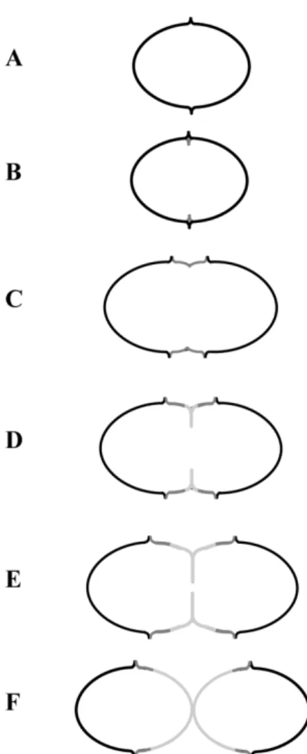 Figure  I-7:  Schematic  representation  of  the  ovococci  mode  of  division. 