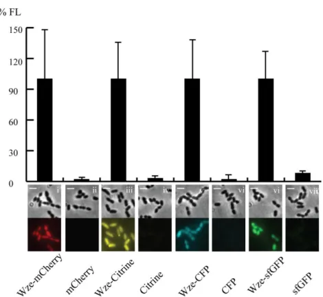 Figure II-2: Fluorescent signals emitted by untagged mCherry, Citrine, CFP  and sfGFP proteins are not detectable
