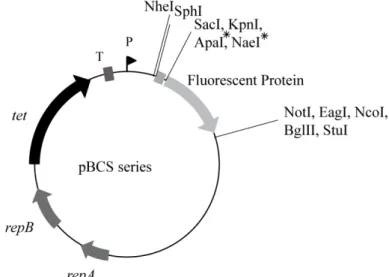 Figure II- 9 :  New plasmids for S. pneumoniae cell biology studies.  Map of the  pBCS  plasmids