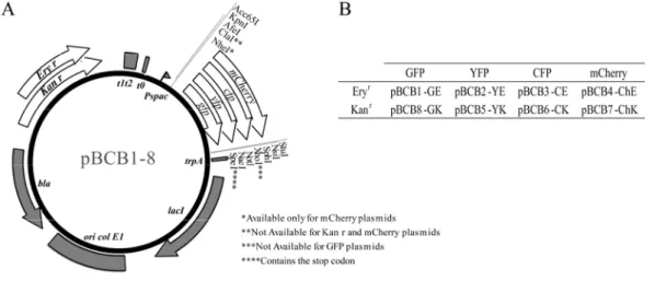 Figure 3.1. Map and nomenclature of pBCB series of plasmids. (A) Map of pBCB1 to -8 plasmids.