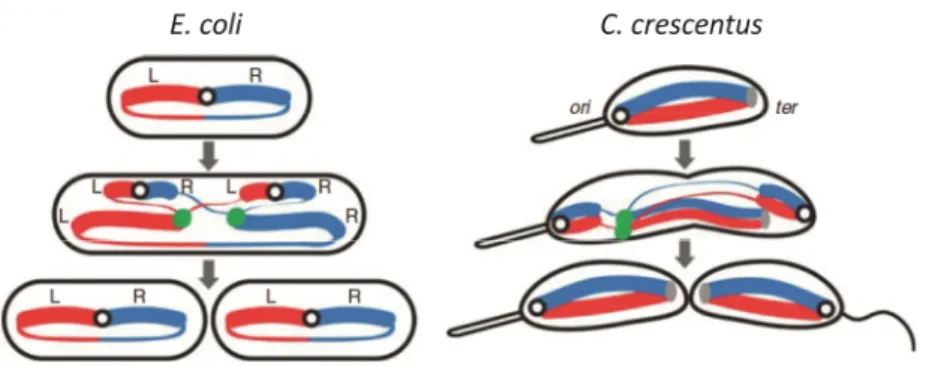 Figure 1.1. The bacterial chromosome is spatially organized inside the cell. Representation of the nucleoid  organization  inside  slow  growing E