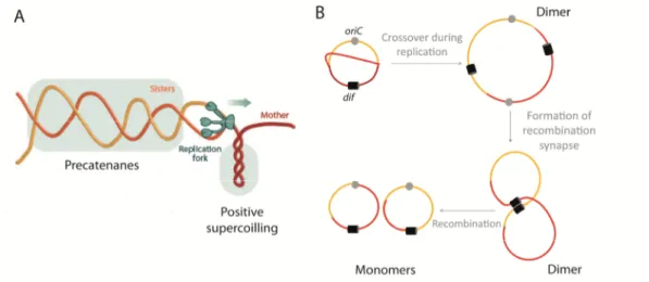 Figure  1.2. Precatenanes  and  dimers  formed  as  a  consequence  of  bacterial  chromosome replication