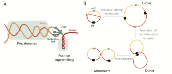 Figure  1.2. Precatenanes  and  dimers  formed  as  a  consequence  of  bacterial  chromosome replication