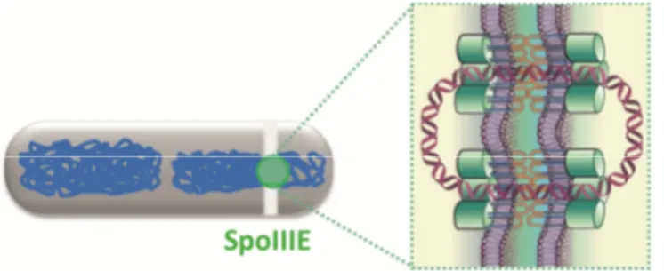 Figure 1.3. B. subtilis SpoIIIE forms DNA conducting channels. During sporulation, to translocate the  last  two  thirds  of  the  chromosome  from  the  mother  cell  to  the  forespore,  across  two membranes and a peptidoglycan layer, SpoIIIE forms DNA 