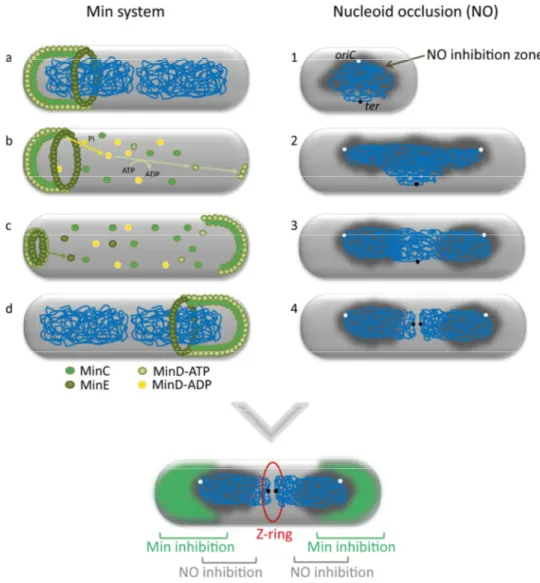 Figure  1.4.  Temporal  and  spatial  regulation  of  Z-ring  assembly  by  Min  system  and  Nucleoid occlusion