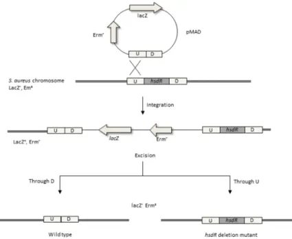Figure  2.1.  Strategy  to  delete hsdR using  pMAD  vector. A  PCR  product  containing  the  upstream (U)  and  downstream  (D)  region  of  the hsdR gene  was  cloned  into  plasmid  pMAD