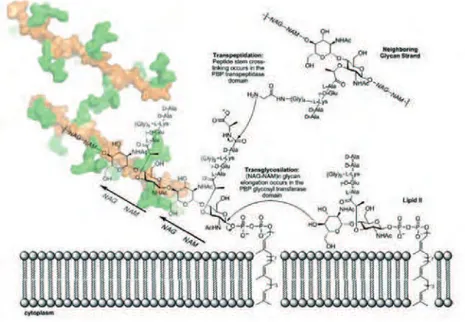 Figure 4 – Schematic representation of glycosyltransferase and transpeptidation reactions during synthesis  of S