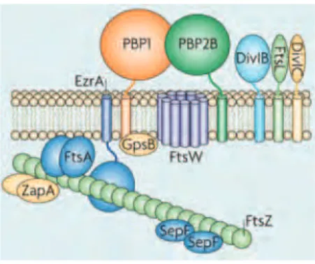 Figure 6 –  Assembly of cell division proteins to the division site of  B. subtilis . Reproduced from (Adams &amp; 