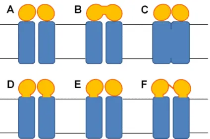 Figure 2- Possible domain architecture of ABC transporters. A typical ABC transporter is composed of  two hydrophobic transmembrane domains (TMDs) and two water soluble nucleotide-binding domains  (NBDs) bound to the cytosolic face of the TMDs