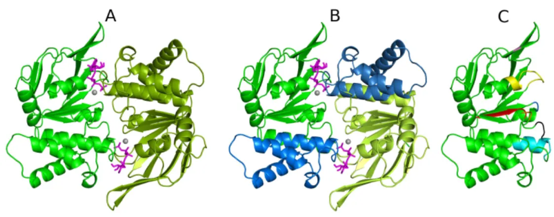 Figure  5- Structure of an ABC transporter NBD dimer. A-The NBDs are colored in green (NBD 1  in  dark  green  and  NBD 2   in  lighter  green)  and  represent  the  closed  dimer  conformation,  with  ATP,  (colored in magenta) bound at the interface