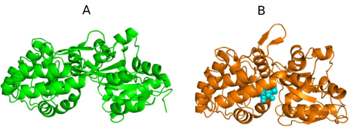 Figure  6-  M altose  binding protein (MBP) in  two  distinct substrate-bound  states