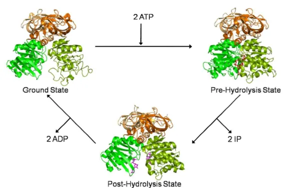 Figure 9- Structures of the MalK dimer in the nucleotide-free [52, 53], ATP- [52, 53] and ADP-bound  states [52, 53]