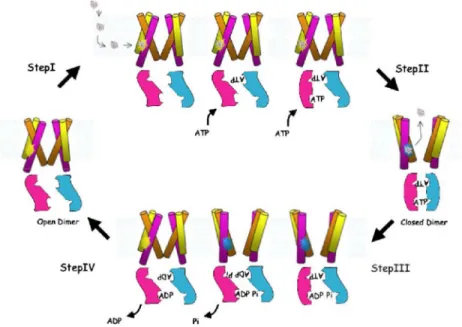 Figure  11- The  ‘ATP  switch’  model  for  the  transport  cycle  of  an  ABC  transporter  [138,  156]