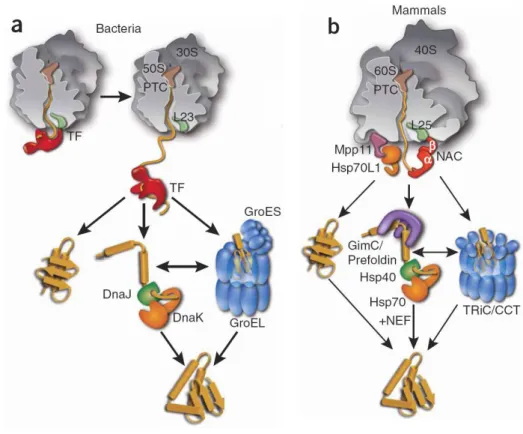 Figure 1.8: Models of molecular chaperones involved in  de novo  protein folding. a) In  bacteria the Trigger factor, ribosome bounded, can move with the nascent polypeptide for a  limited time promoting folding