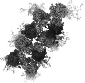Figure 1.9: Model of nascent  chain configurations in a  representative polysome. From  [58]