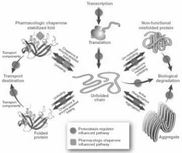 Figure 1.11: Proteostasis Regulation. Schematic representation of the different control  points of protein homeostasis: red arrows represent the proteostasis pathways, magenta  circles represent proteostasis regulators and green squares represent pharmacol