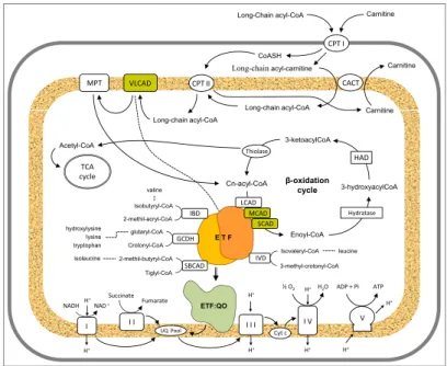 Figure 2.1: Schematic representation of the mitochondrial fatty acid β-oxidation  pathway