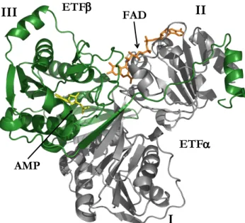 Figure 2.4: Ribbon representation of the structure of human ETF. FAD (orange) binds  in a cleft formed by the α (grey) and β (green) subunits