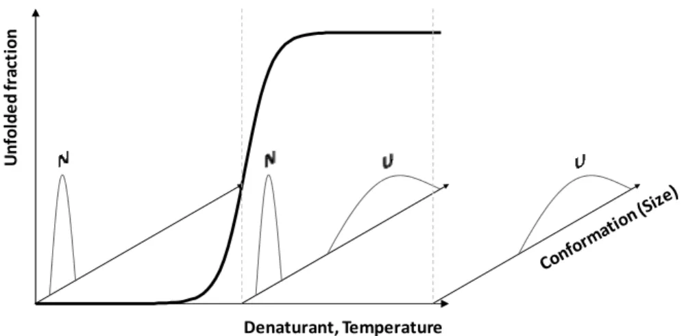 Figure 1.2 – Two state unfolding.  Denaturing  conditions  (chemical  denaturant  or  temperature)  unfold  a  two  state  folder  in  a  cooperative  manner