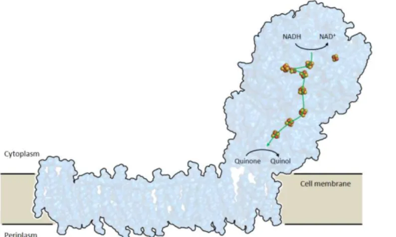 Figure 2.2 – FeS  clusters in the electron  transfer pathway in  respiratory complex I