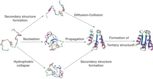 Figure 1.2  |  Pathways for protein folding.  