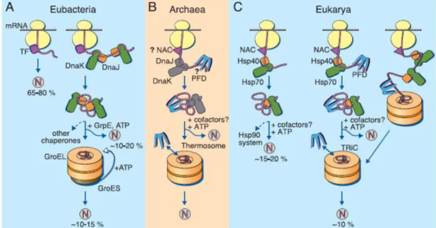 Figure 1.4  |  Models for the chaperone-assisted folding of newly synthesized   polypeptides in the cytosol