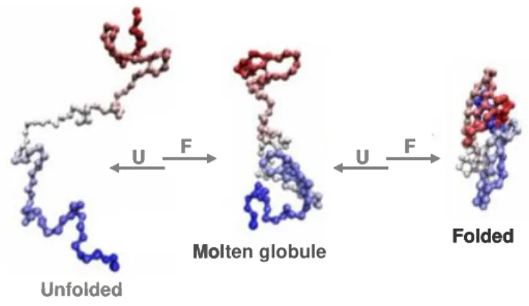 Figure 1.5  |  Scheme on protein folding via a molten globule state as a general  strategy for protein assembly
