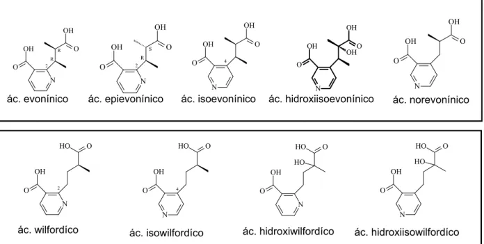 Figura 6 - Estruturas dos ácidos piridínicos dicarboxílicos que esterificam o núcleo do  esqueleto sesquiterpênico