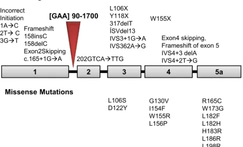 Figure 2.2: Schematic representation of frataxin gene highlighting the identified  mutations