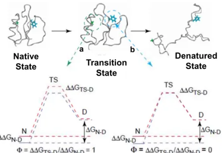 Figure 1.2: Information redrawn from the -value analysis. After introducing a  mutation, if the transition state energetics is the same as in the native state, the  protein is immune to that mutation until after the transition state is reached, meaning  t