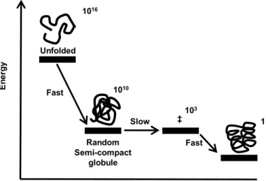 Figure 1.3: Three-stage mechanism of folding proposed by Karplus  and co-workers (Lattice model)