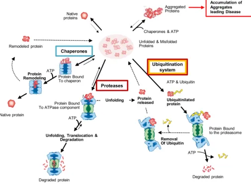 Figure 1.9: Protein Quality control. Cells have a pool of misfolded or unfolded proteins