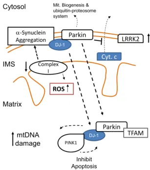 Figure 1.12: Molecular mechanisms associated to the development of Parkinson’s  disease (PD)